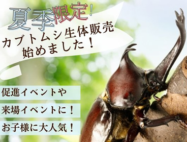 カブトムシ生体
