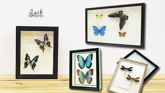 セット標本 , 蝶の標本 販売・通販のNatureShop|モルフォやキプリス 