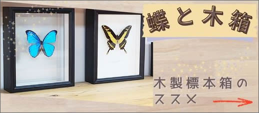 蝶と標本