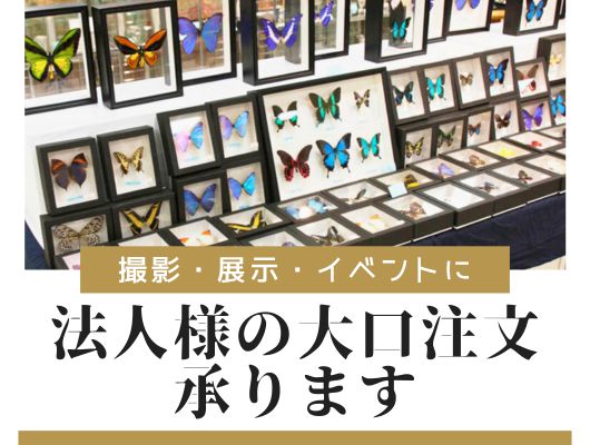 法人
