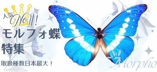 蝶の標本販売 大人気モルフォ蝶特集