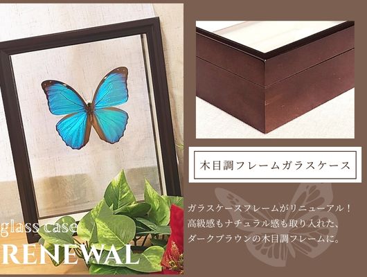 蝶の標本 24種類 ガラスケース入り 蝶の標本 24種類 ガラスケース入り
