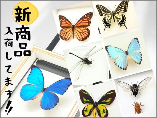 新商品