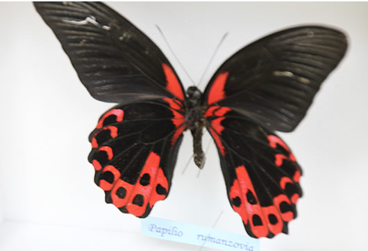 アカネアゲハ , 蝶の標本 販売・通販のNatureShop|モルフォやキプリスモルフォオオル リアゲハ