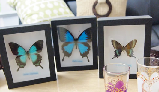 蝶の写真を募集しています。あなたの蝶をご紹介ください。nature-shop