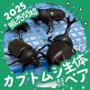 カブトムシ生体