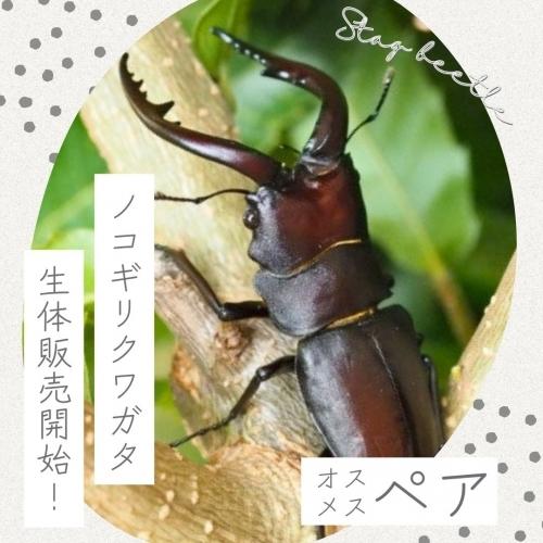 【生体】国産ノコギリクワガタ成虫／イベント用の卸し販売