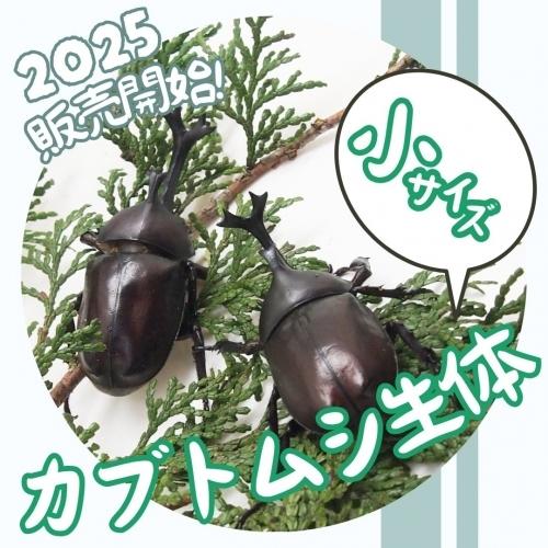 小サイズ【生体】国産カブトムシ成虫