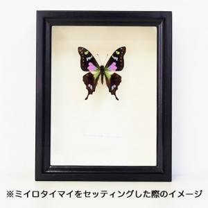 スルコウスキーモルフォ , 蝶の標本 販売・通販のNatureShop スルコウスキーモルフォ , 蝶の標本 販売・通販のNatureShop