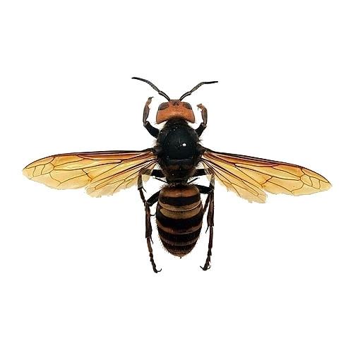 オオスズメバチ(働き蜂メス)