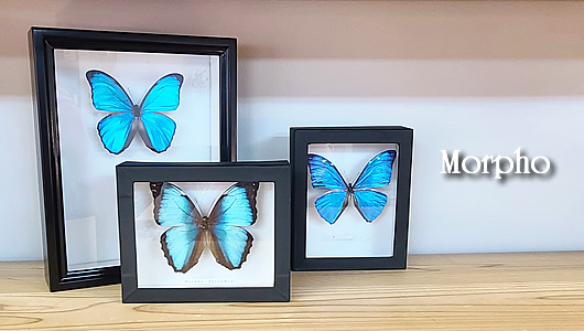 モルフォ蝶特集 , 蝶の標本 販売・通販のNatureShop|モルフォや 