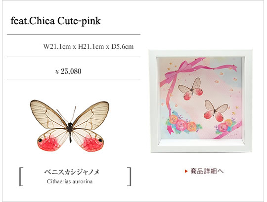 チョウとイラストの新しい形 Collectionb Feat Chica 蝶の標本 販売 通販のnatureshop モルフォやキプリスモルフォオオル リアゲハ