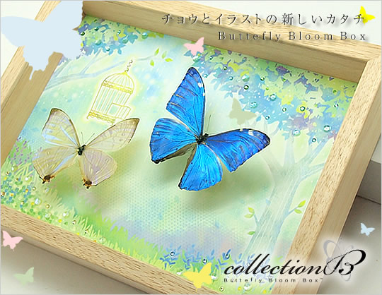 チョウとイラストの新しい形 Collectionb Feat Chica 蝶の標本 販売