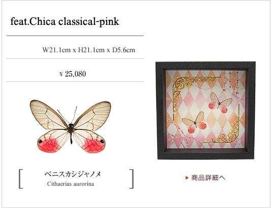 チョウとイラストの新しい形 Collectionb Feat Chica 蝶の標本 販売 通販のnatureshop モルフォやキプリスモルフォオオル リアゲハ