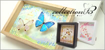 蝶とイラストのインテリアアート「コレクションB」