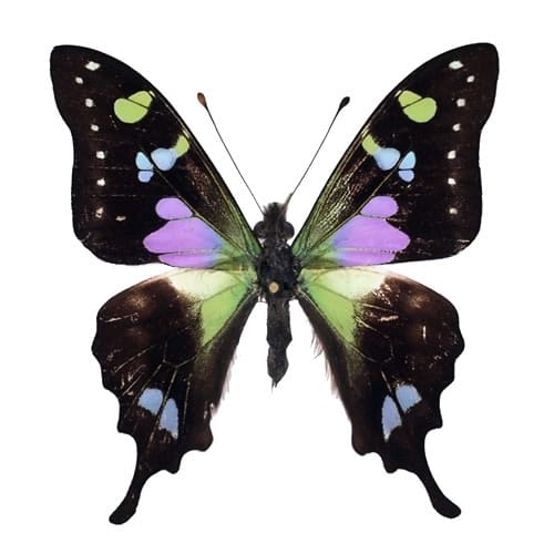 ヘリボシアオネアゲハ , 蝶の標本 販売・通販のNatureShop|モルフォや 