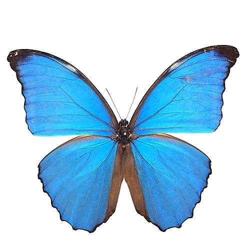 タグ「モルフォ」 , 蝶の標本 販売・通販のNatureShop|モルフォや 