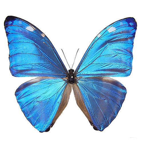 蝶の標本 アドニスモルフォ Morpho adonis モルフォチョウ