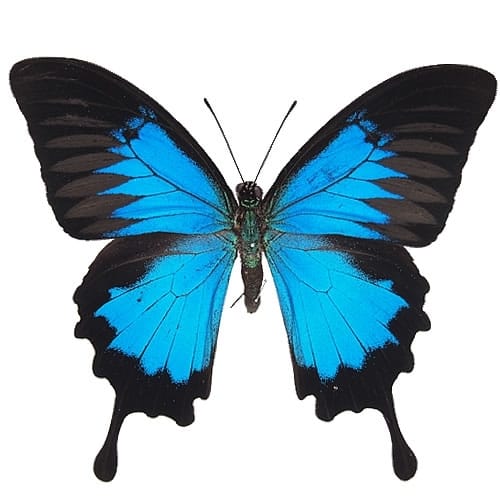 蝶標本