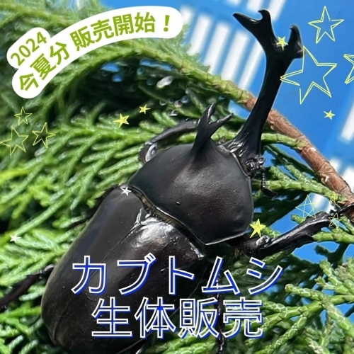 【生体】国産カブトムシ成虫100 ペア(オス、メス各 100 匹)／イベント用の卸し販売売(納入7月末まで)