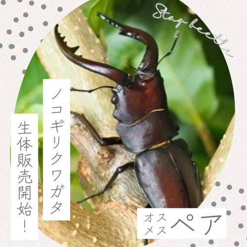 【生体】国産ノコギリクワガタ成虫／イベント用の卸し販売