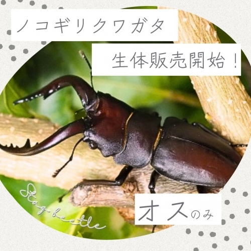 オスのみ【生体】国産ノコギリクワガタ成虫／イベント用の卸し販売