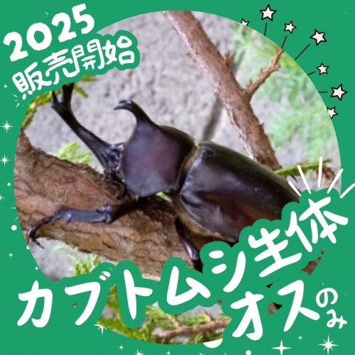 オスのみ【生体】国産カブトムシ成虫／イベント用の卸し販売