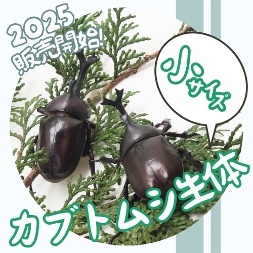 小サイズ【生体】国産カブトムシ成虫