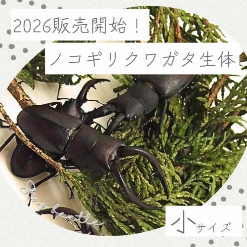 小サイズ【生体】国産ノコギリクワガタ成虫