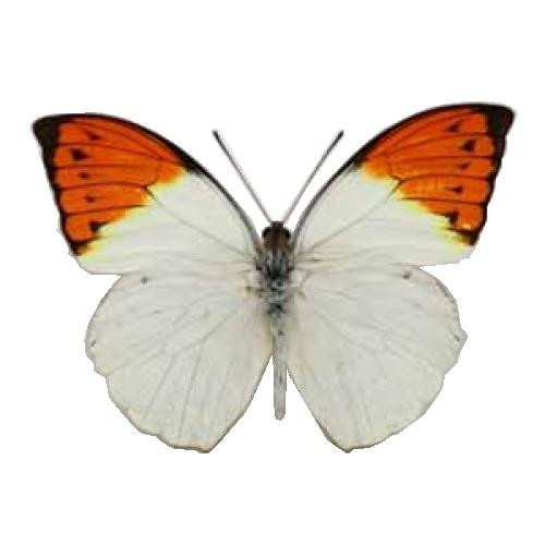 ツマベニチョウ , 蝶の標本 販売・通販のNatureShop|モルフォや 