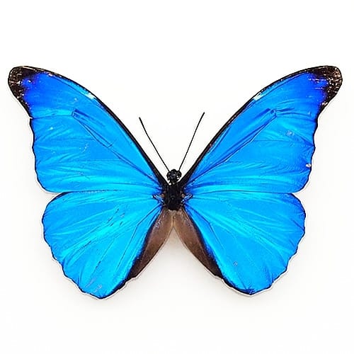 検索キーワード「モルフォ」 , 蝶の標本 販売・通販のNatureShop 