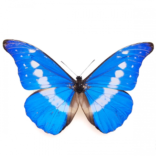 送料無料】ヘレナモルフォ , 蝶の標本 販売・通販のNatureShop ...