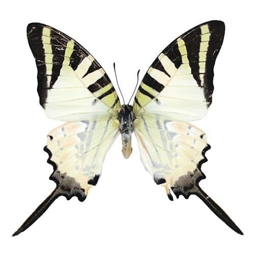 アゲシラウスオナガタイマイ , 蝶の標本 販売・通販のNatureShop 
