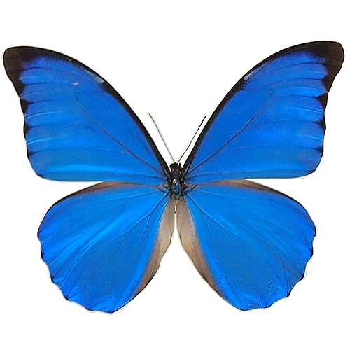 アナキシビアモルフォ , 蝶の標本 販売・通販のNatureShop|モルフォや 