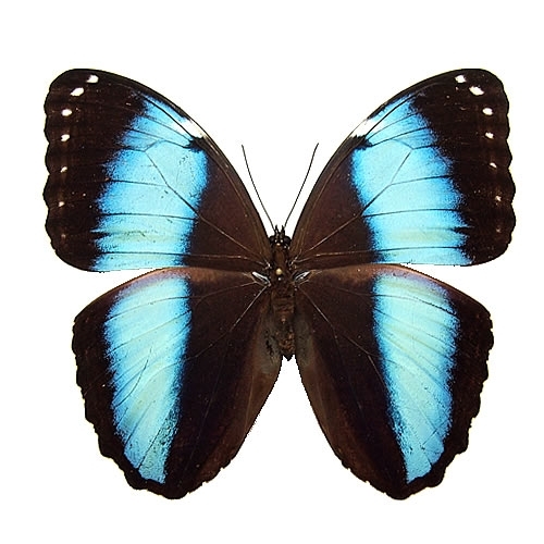 ヘレノールモルフォ , 蝶の標本 販売・通販のNatureShop|モルフォや 