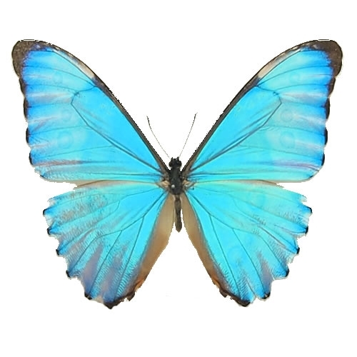 オーロラモルフォ , タグ「モルフォ」 , 蝶の標本 販売・通販の 