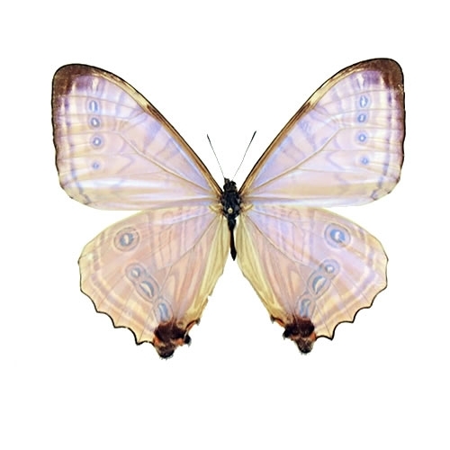 エロスモルフォ , 蝶の標本 販売・通販のNatureShop|モルフォや 