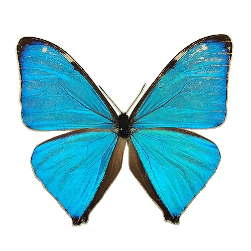 エガーモルフォ(エガモルフォ) , 蝶の標本 販売・通販のNatureShop 