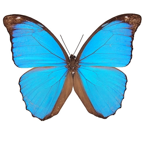メネラウスモルフォ , 蝶の標本 販売・通販のNatureShop|モルフォや 