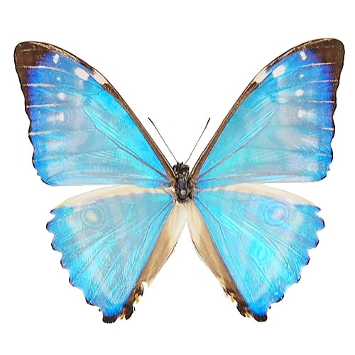 ゼフィリティスモルフォ , 蝶の標本 販売・通販のNatureShop|モルフォ 