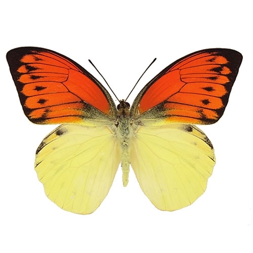 ヒイロツマベニ , 蝶の標本 販売・通販のNatureShop|モルフォや
