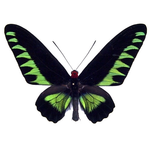 アカエリトリバネアゲハ , 蝶の標本 販売・通販のNatureShop|モルフォ 
