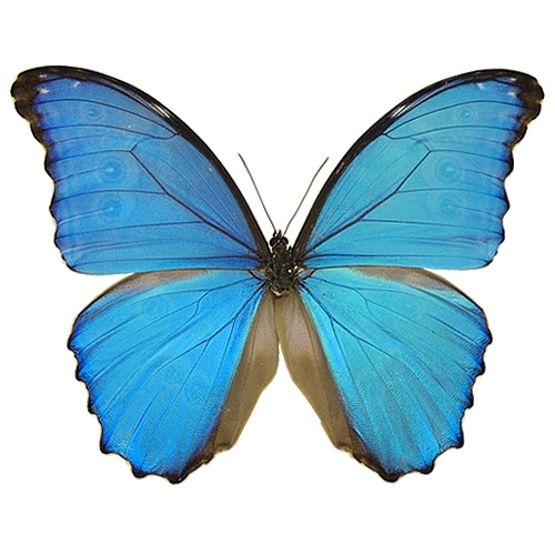 蝶 標本 Morpho didius