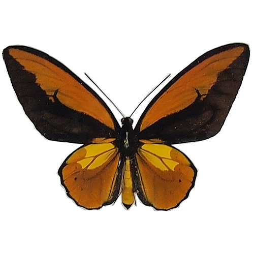 送料無料】アカメガネアゲハ(アカメガネトリバネアゲハ) , 蝶の標本