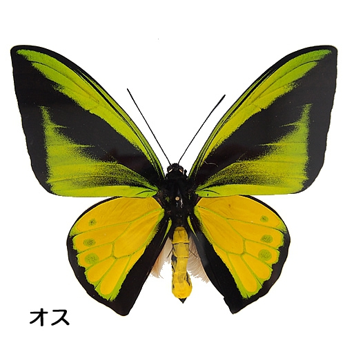 送料無料】ゴライアストリバネアゲハ／ペアセット , 蝶の標本 販売 