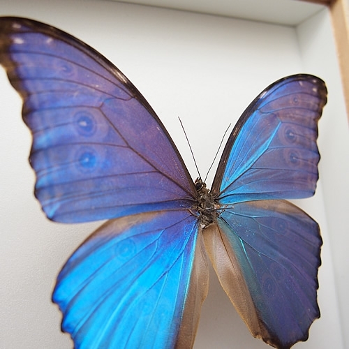 ディディウスモルフォ , タテハ蝶科標本 , 蝶の標本 販売・通販の