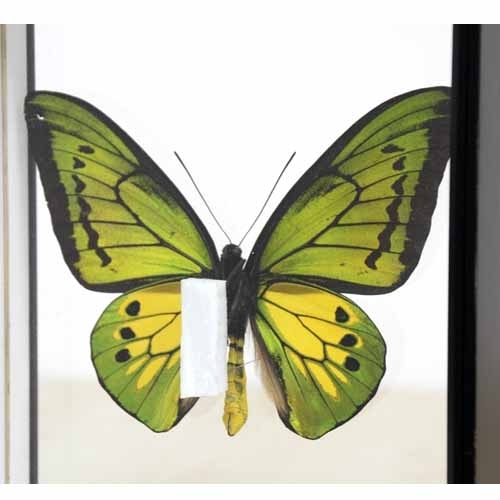 送料無料】ゴライアストリバネアゲハ , 蝶の標本 販売・通販の 