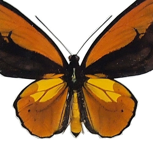 送料無料】アカメガネアゲハ(アカメガネトリバネアゲハ) , 蝶の標本