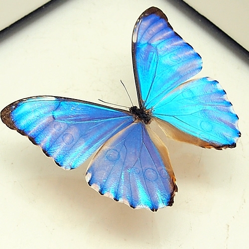 オーロラモルフォ , 蝶の標本 販売・通販のNatureShop|モルフォや 