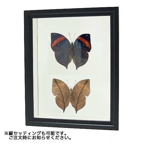 ムラサキコノハチョウ/裏表セット , 蝶の標本 販売・通販のNatureShop ムラサキコノハチョウ/裏表セット , 蝶の標本 販売・通販のNatureShop